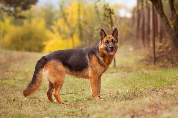 Jack - German Shepherd